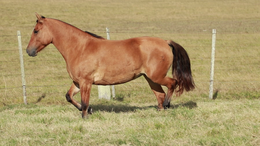 Lote TERRON Ornela 22