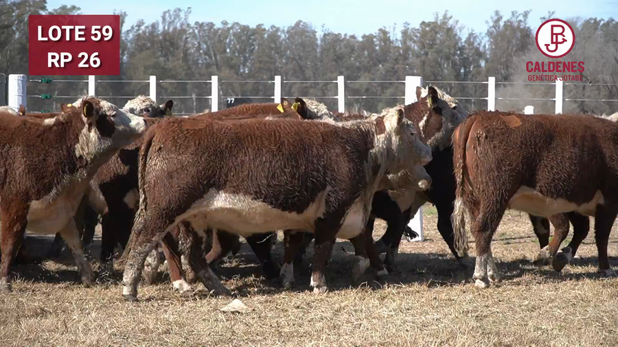 Lote VAQUILLONA PR PREÑADA PARICIÓN PRIMAVERA