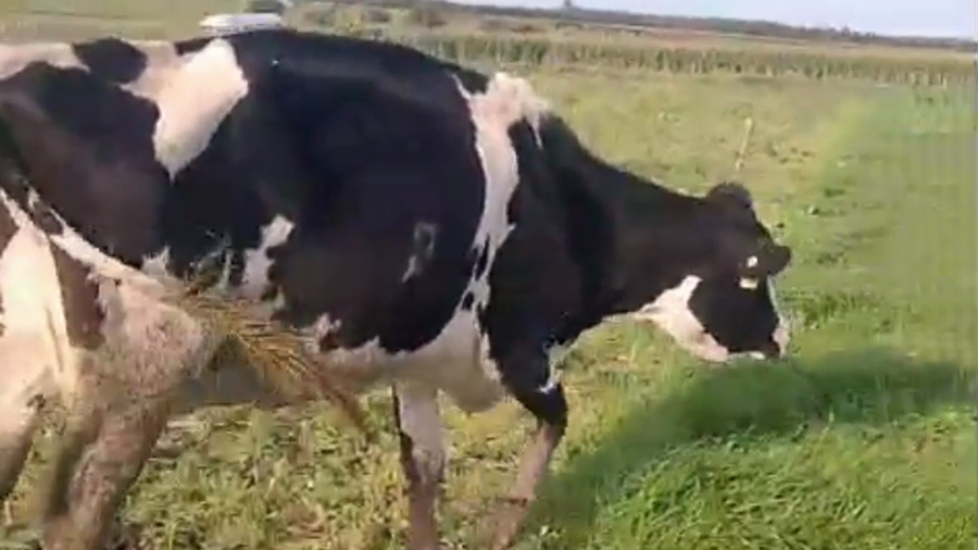 Lote Vaca a remate en Pantalla Camy, San José