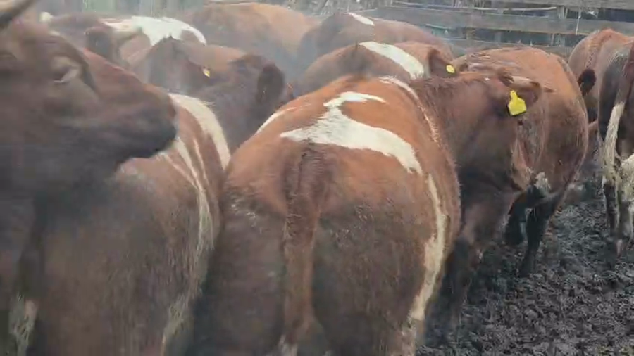 Lote 45 Vaquilla Gorda en Yerbas Buenas, VII  Región Maule