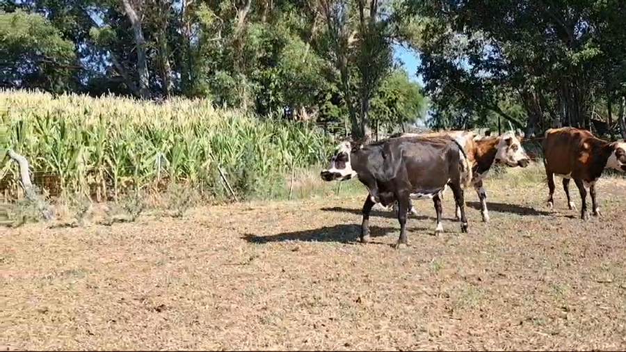 Lote VACAS DE INVERNADA