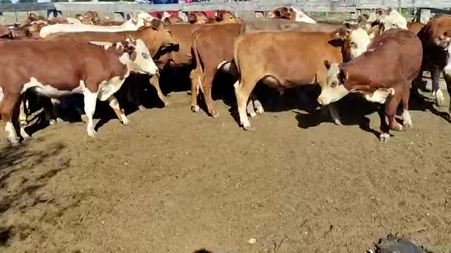 Lote 31 Terneros Red Angus