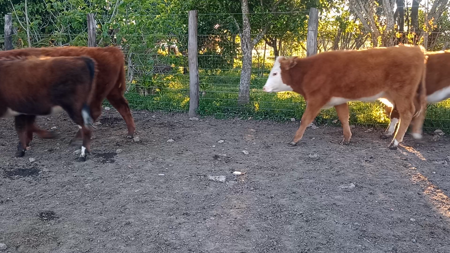 Lote 13 Terneros/as en Corrientes, Curuzu Cuatia