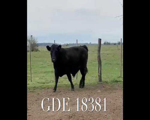 Lote 1 Toros en Punta Indio, Buenos Aires