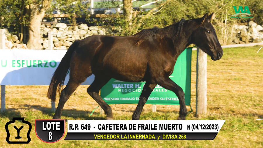 Lote CAFETERA DE FRAILE MUERTO