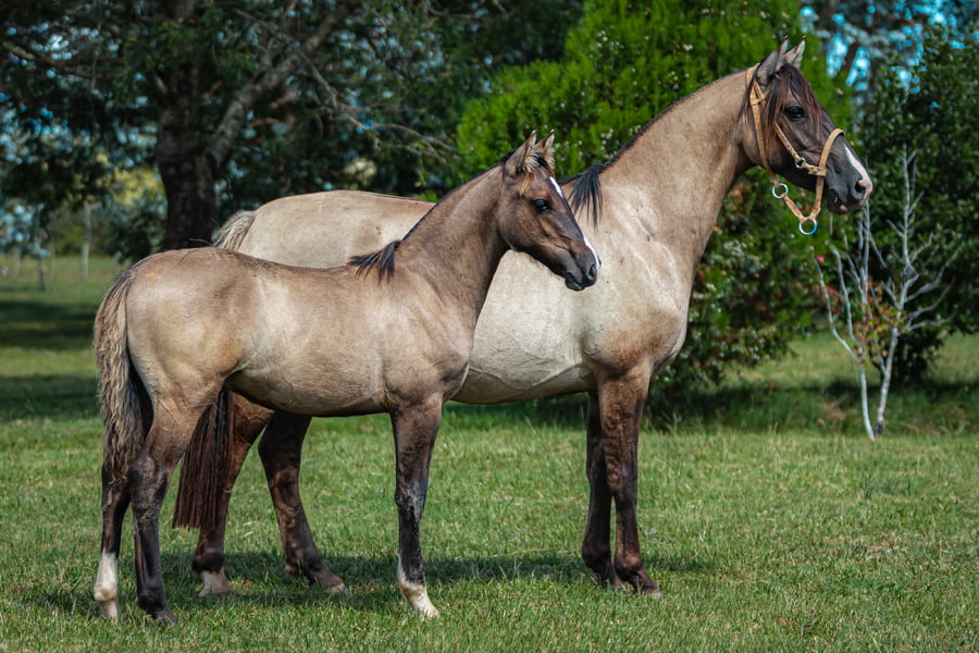 Lote Tobogan Martina