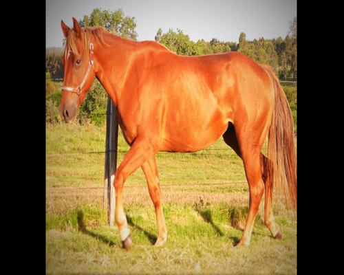 Lote DOÑA ADELA 136