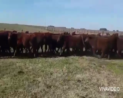 Lote 60 Terneros en Casalins, Buenos Aires