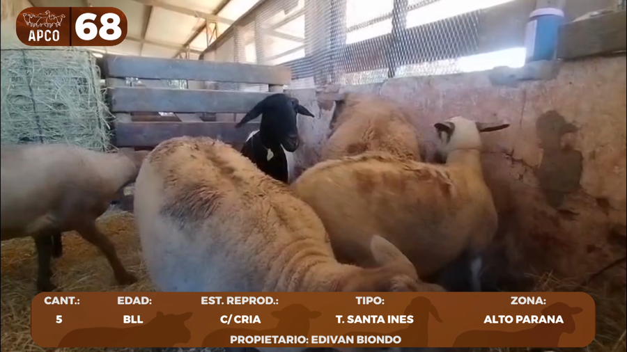 Lote LOTE 68 -POR PANTALLA