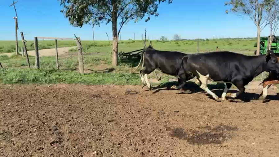 Lote VAQUILLONAS 1 a 2 AÑOS