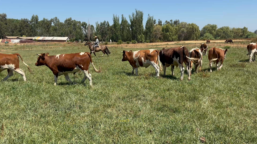 Lote 28 Novillo Engorda en San Clemente, VII Región Maule