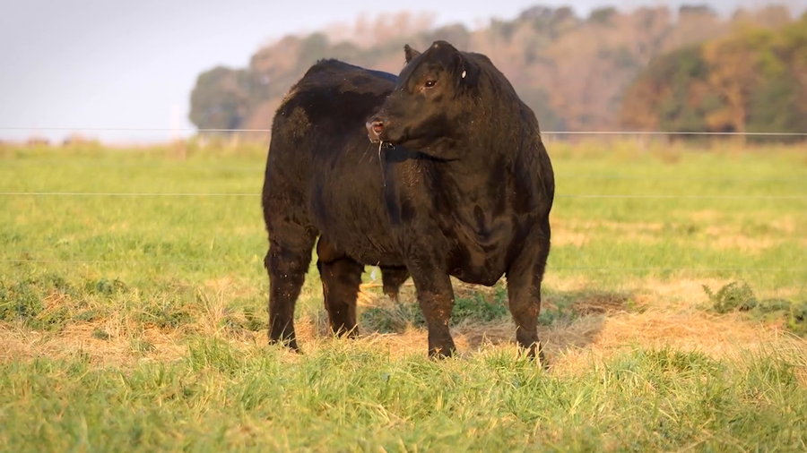 Lote TOROS PP DESTACADOS
