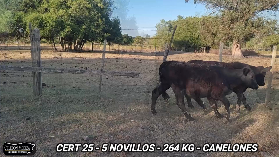 Lote 5 Novillos 1 a 2 años en Canelones