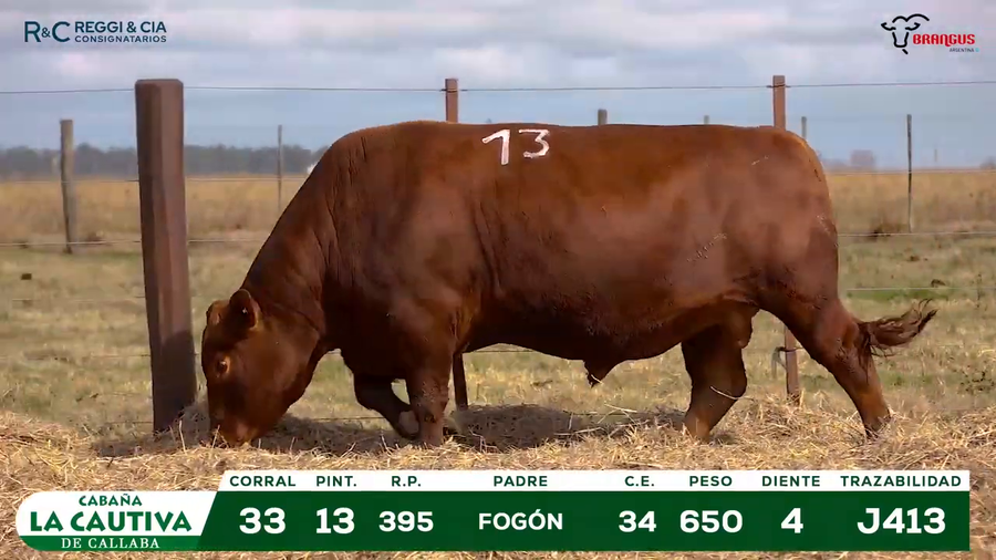 Lote TOROS BRANGUS PPC Cabaña La Cautiva