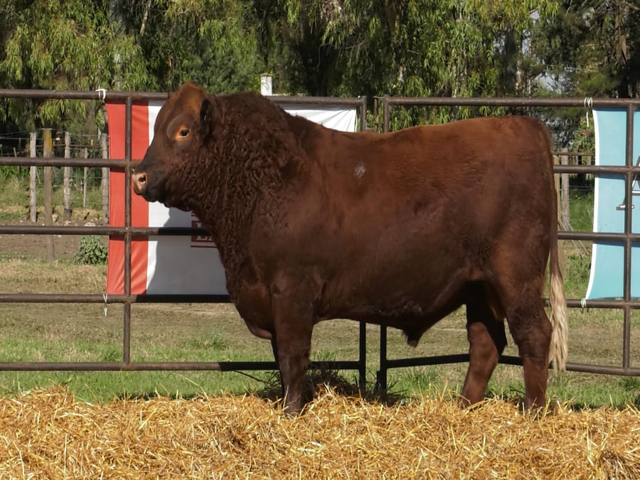 Lote TOROS ANGUS PP