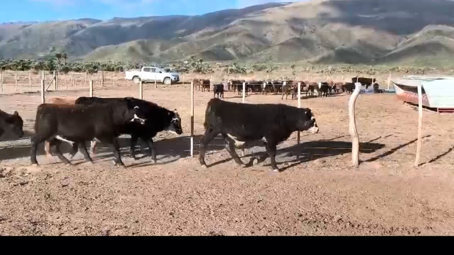 Lote 60 terneros/as
