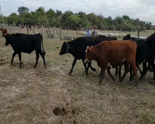 Lote 45 Novillos en Corrientes, Ramada Paso