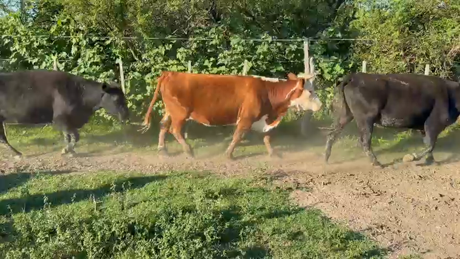 Lote 21 Vacas usadas preñadas