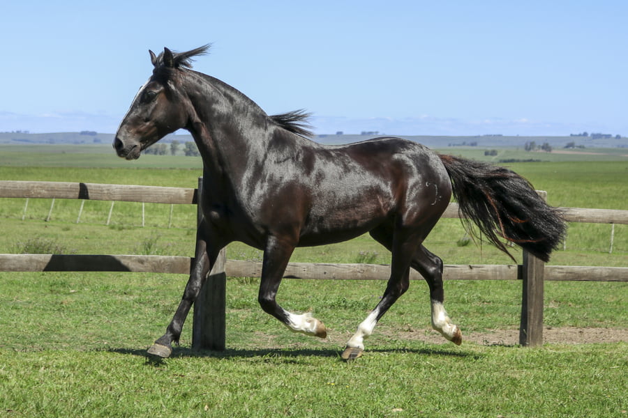 Lote LAQUINTA DE SAN IGNACIO