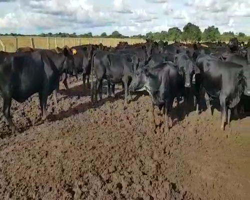 Lote 260 Vacas de invernar en Concepción, Corrientes
