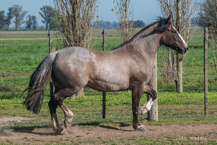 Lote Afianzado Polilla