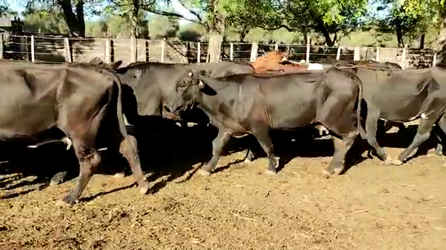 Lote 58 Vacas de invernar en Sachayoj, Santiago del Estero