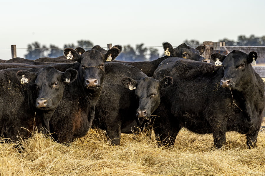 Lote VAQUILLONAS ANGUS PURAS CONTROLADAS