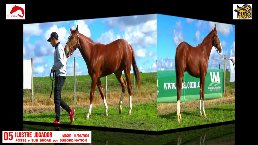 Lote ILUSTRE JUGADOR