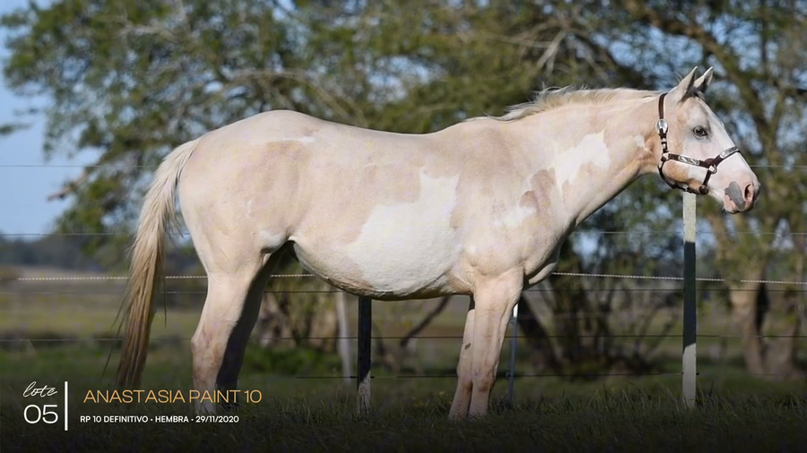Lote ANASTASIA PAINT 10