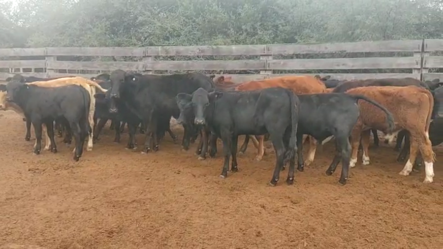 Lote 110 Terneros/as en Monte Quemado, Santiago del Estero