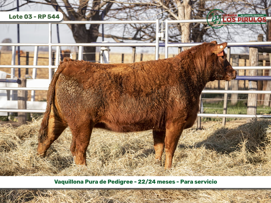 Lote VAQUILLONAS PURAS DE PEDIGREE