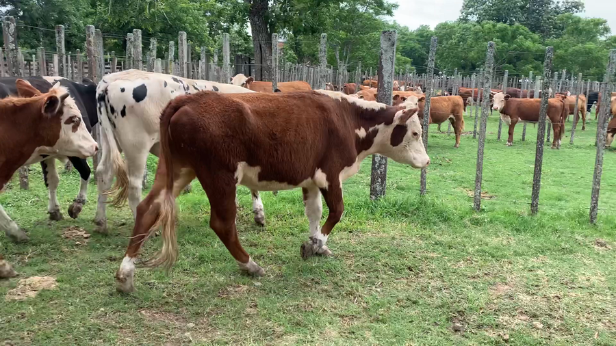 Lote 4 Novillos 2 a 3 años