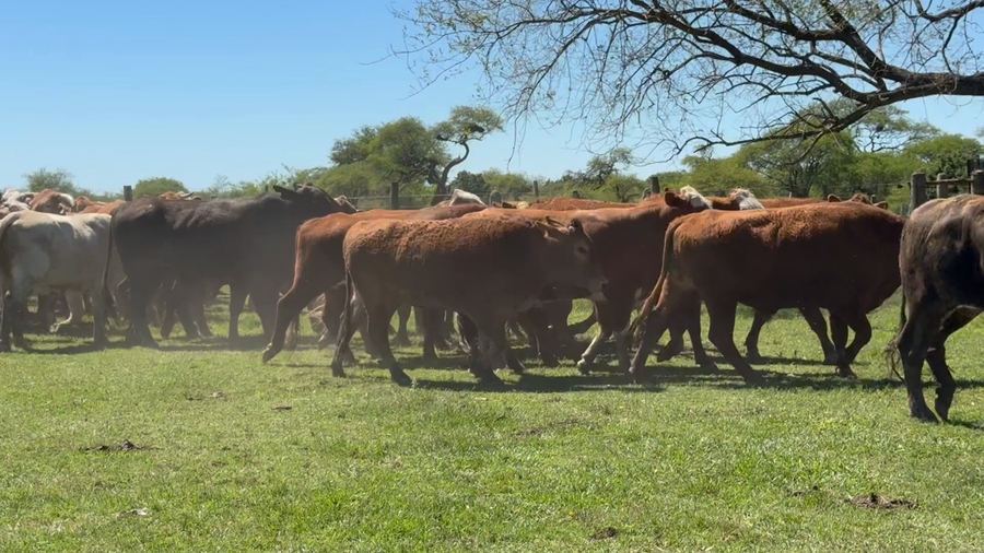 Lote 70 Novillos en Corrientes, Mercedes