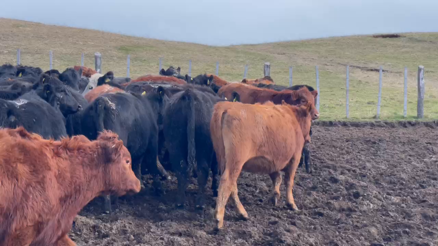 Lote 55 Ternera en XI Región Aysén, Coyhaique