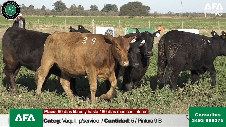 Lote """EL MATACO"" VAQUILLONAS PARA SERVICIO