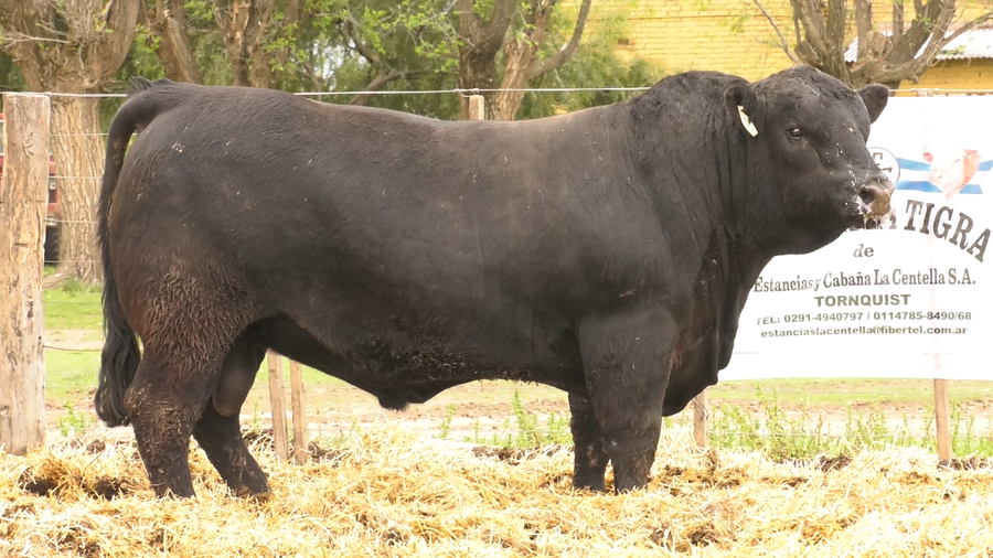 Lote MACHOS ANGUS PUROS DE PEDIGREE