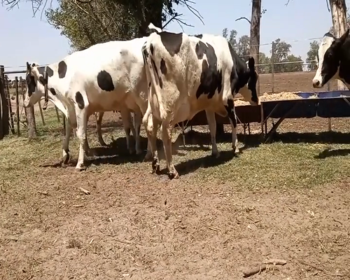 Lote VACAS EN PRODUCCION
