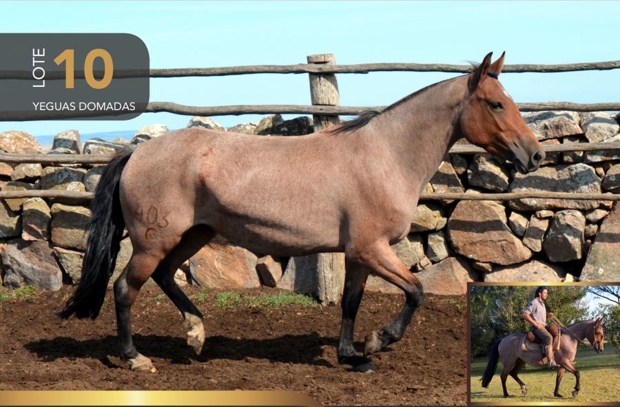 Lote Aquerenciada Jarana