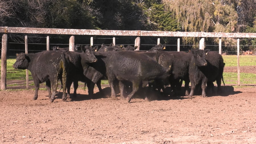 Lote VAQUILLONAS PURAS POR CRUZAS ( C/ garantía de preñez y con servicio)
