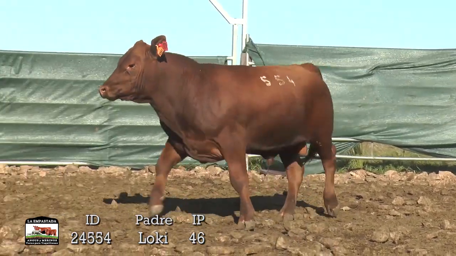 Lote 3 Toros a remate en 42º La Empastada, Durazno