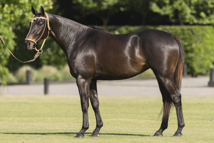 Lote TAITA CHARLETA - T/E (DOLFINA GUITARRERO - TAITA GOSSIP GIRL)