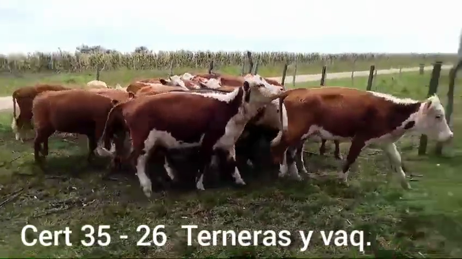 Lote TERNERAS