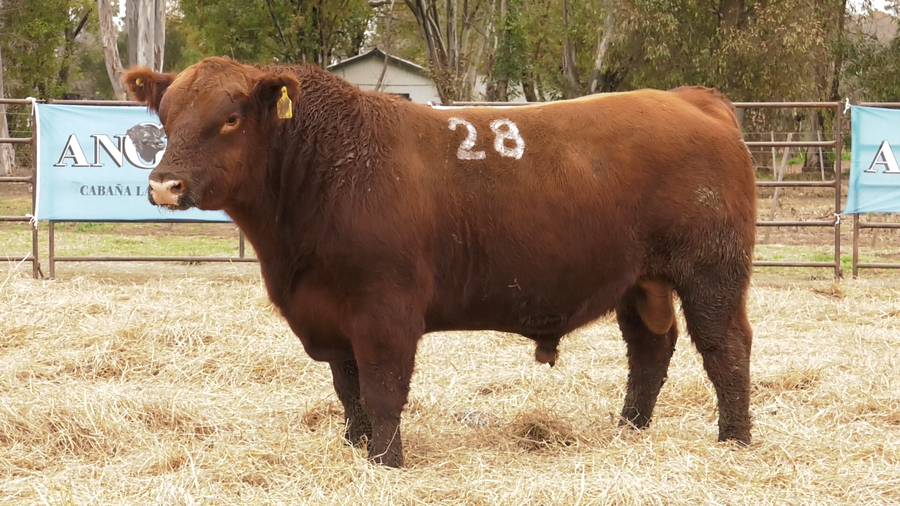 Lote TOROS ANGUS COLORADOS  PC