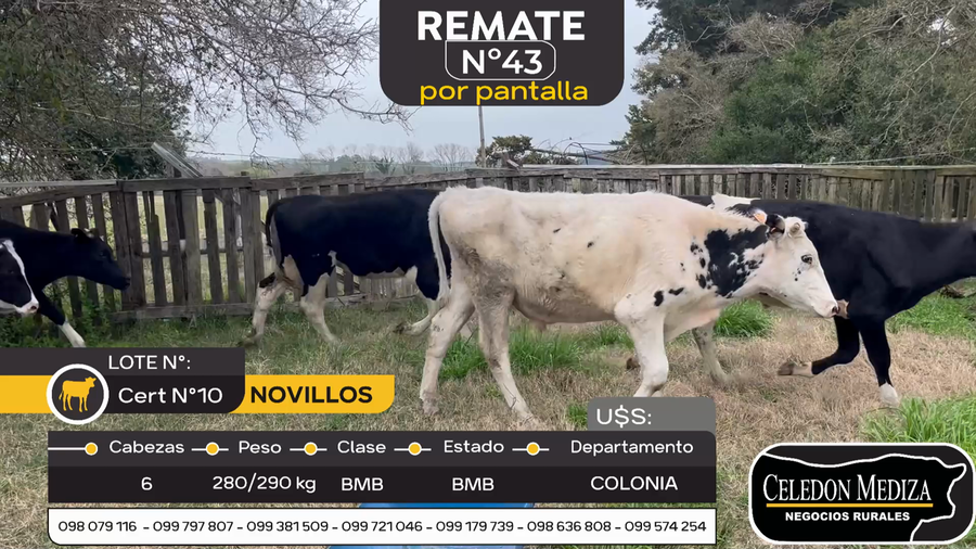 Lote 6 Novillos en Otra Localidad, Colonia