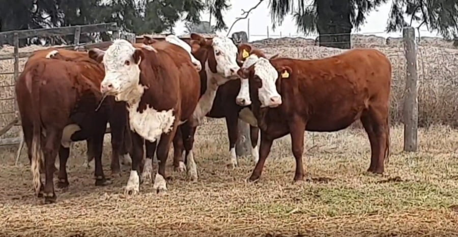 Lote CABAÑA MONTE GRANDE