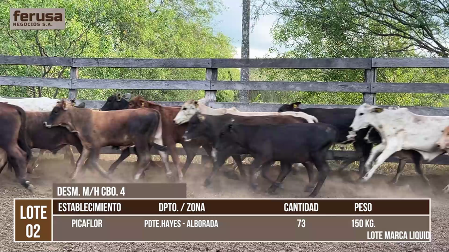 Lote LOTE 2