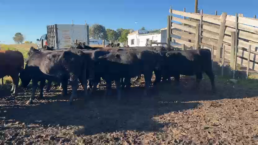 Lote 14 Vaquillonas  AA a remate en Pantalla Camy en Picada Varela