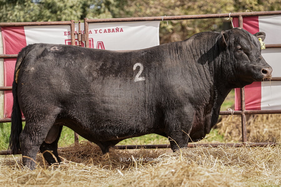 Lote TOROS ANGUS NEGROS  PC