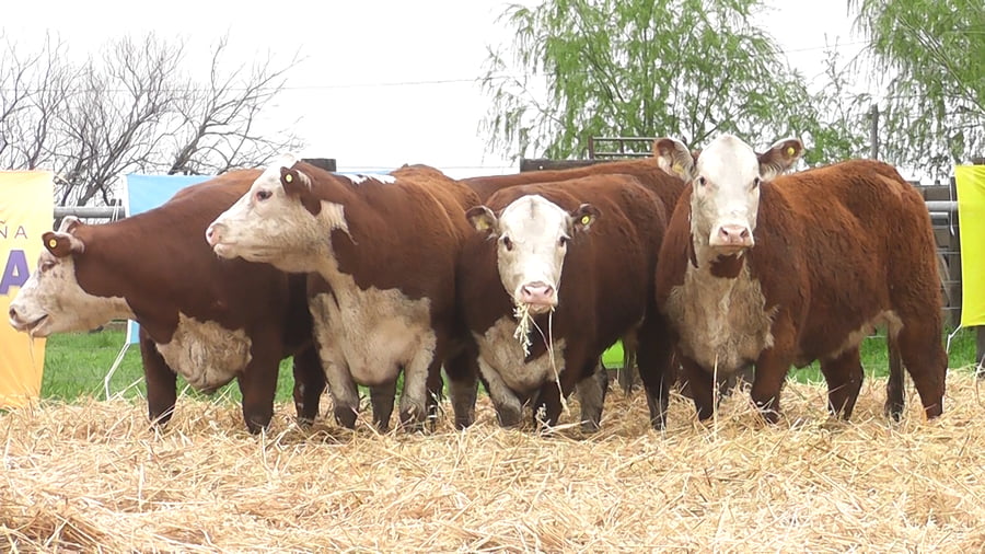 Lote VAQUILLONAS P. HEREFORD IA Y REPASO CON TORO PARICIÓN OTOÑO