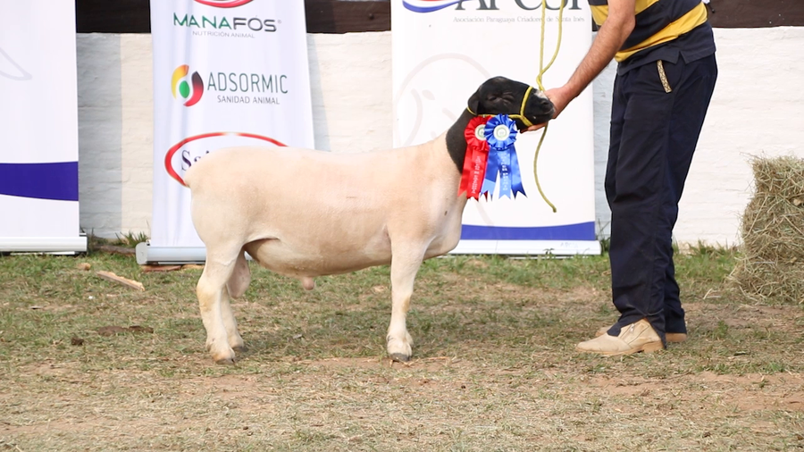 Lote Lote 14 - Ovinos